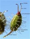 Fruit